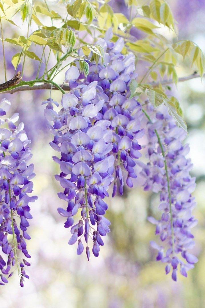 Ocean's Kiss: Aquatic Harmony in Bloom